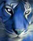 blue_tiger.jpg