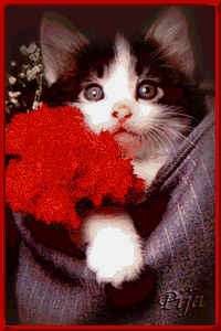 cat4.gif