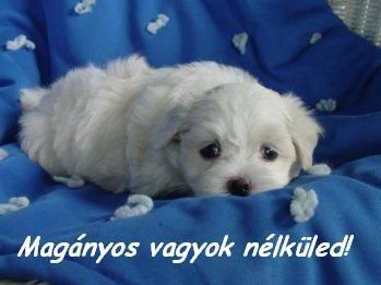 kis_kutyus.jpg