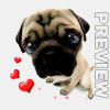 pug_with_hearts.gif